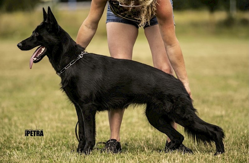 LITTER Gouda X Gero Profesional Trained Dogs ProK9Chris