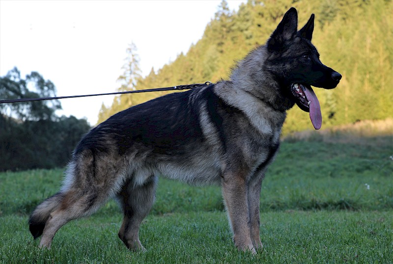 Griff Noridog Profesional Trained Dogs ProK9Chris