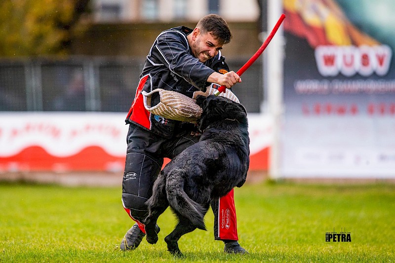 IGP3 Quantum Ad G r Profesional Trained Dogs ProK9Chris