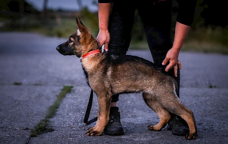 Arwen Artikau Profesional Trained Dogs ProK9Chris