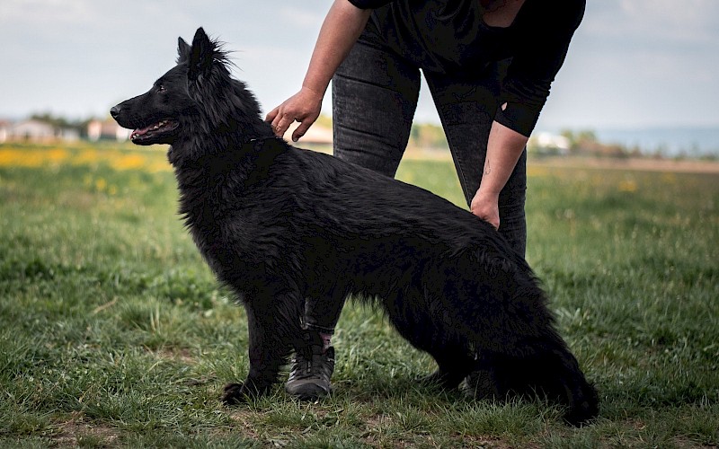 Debie X Kadet Profesional Trained Dogs ProK9Chris